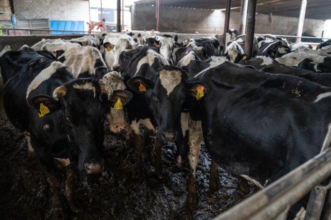 Stalla degli orrori: è iniziato il processo per maltrattamenti su bovini