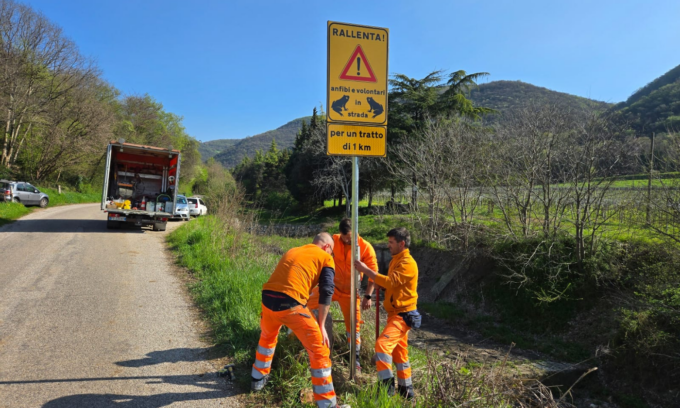 Migrazione di rane e rospi, cartelli a Verona invitano a rallentare per non investirli