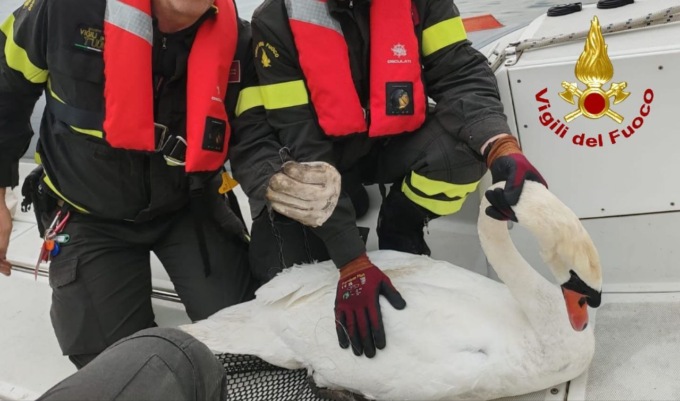 Cigno ferito da un amo conficcato nel becco, soccorso dai vigili del fuoco