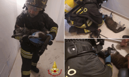 Incendio in un appartamento a Verona, i Vigili del Fuoco salvano un gattino in pericolo