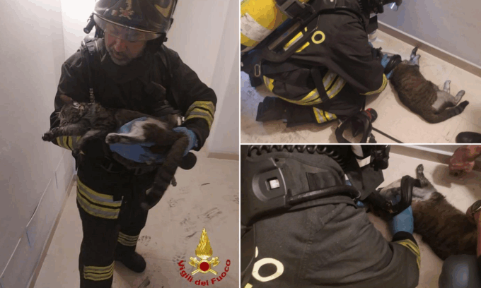 Incendio in un appartamento a Verona, i Vigili del Fuoco salvano un gattino in pericolo