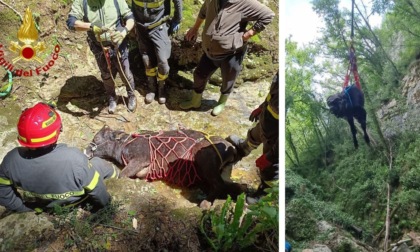 Spettacolare salvataggio in elicottero: 8 su 9 vitelli recuperati da un dirupo in Valbusa
