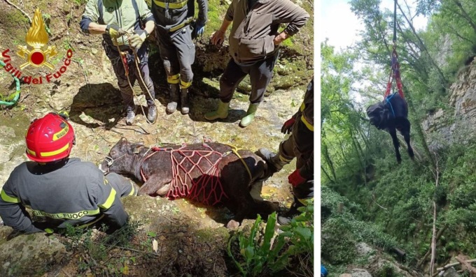 Spettacolare salvataggio in elicottero: 8 su 9 vitelli recuperati da un dirupo in Valbusa