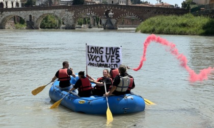 Protesta in gommone sull'Adige contro i piani di abbattimento del lupo sui monti Lessini