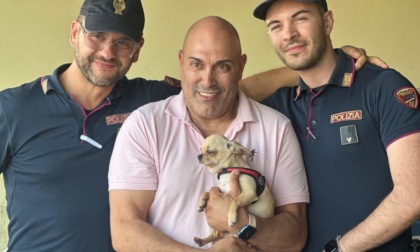 Gli rubano l'auto con dentro il suo chihuahua, il piccolo Lillo ritrovato dalla Polizia grazie a un appello social