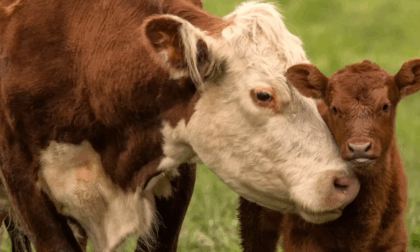 Allevatore 82enne cade e batte la testa durante il parto di una mucca, è grave