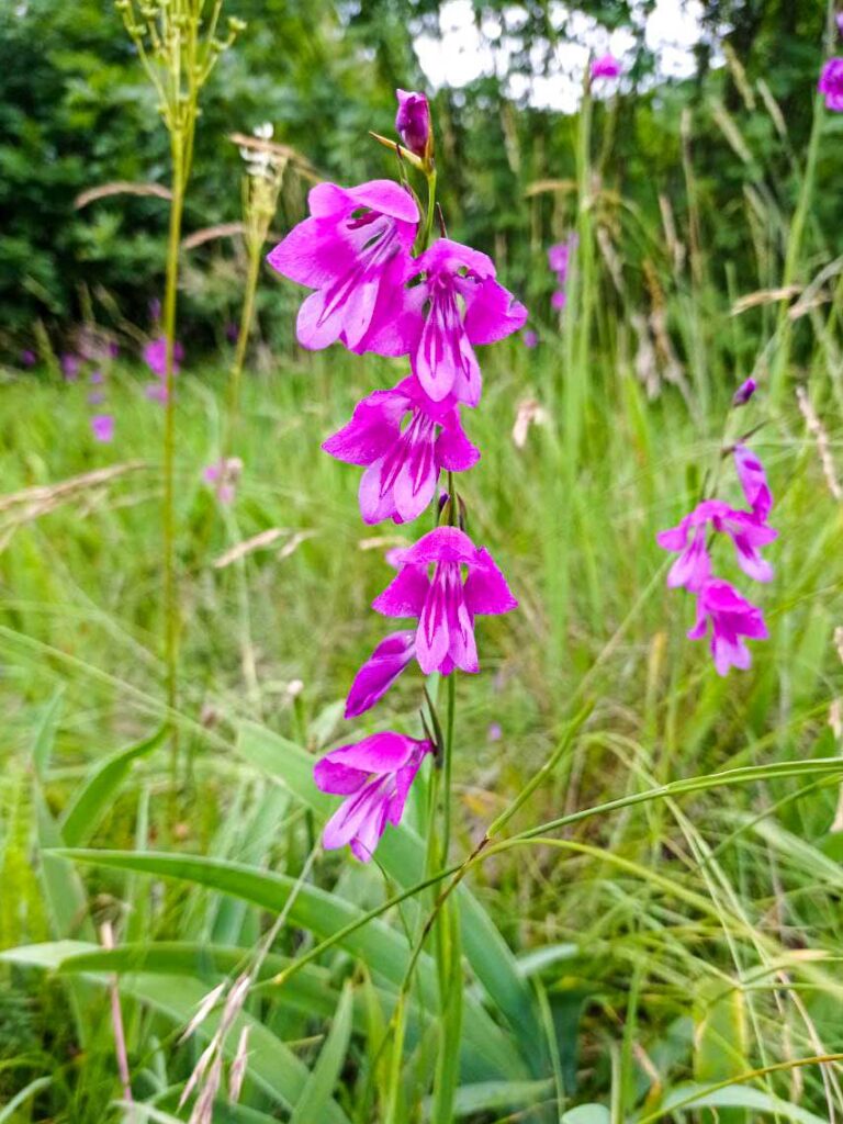 Gladiolus-palustris--768x1024