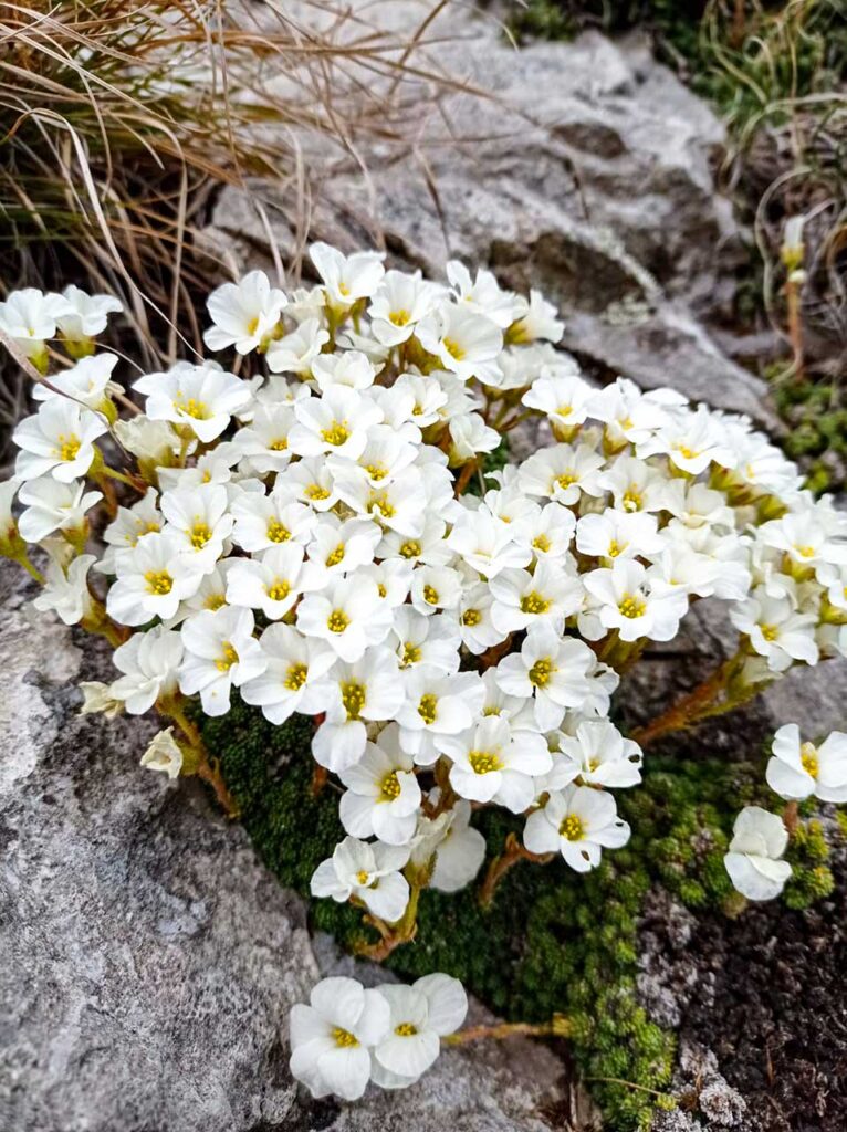 Saxifraga-tombeanensis-766x1024