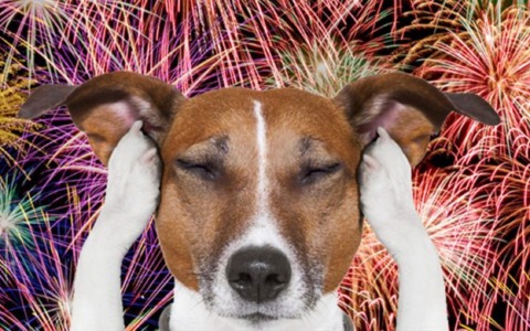 Il cane non deve, non può o non vuole entrare in chiesa?