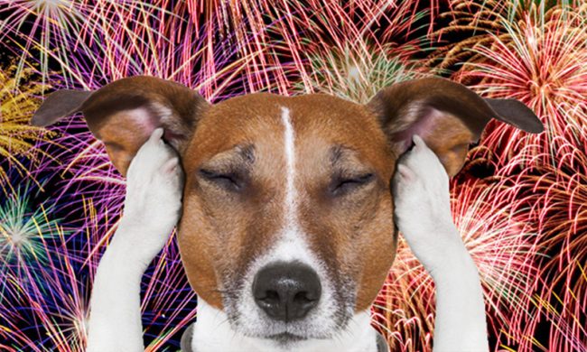 Il cane non deve, non può o non vuole entrare in chiesa?