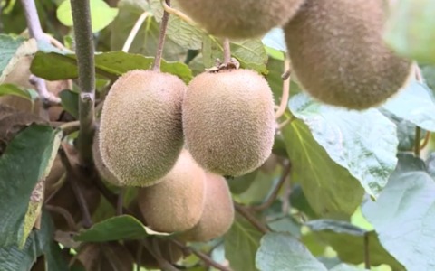 Kiwi del Veneto alleato della salute mentale, lo studio dell’Università di Verona apre nuove prospettive