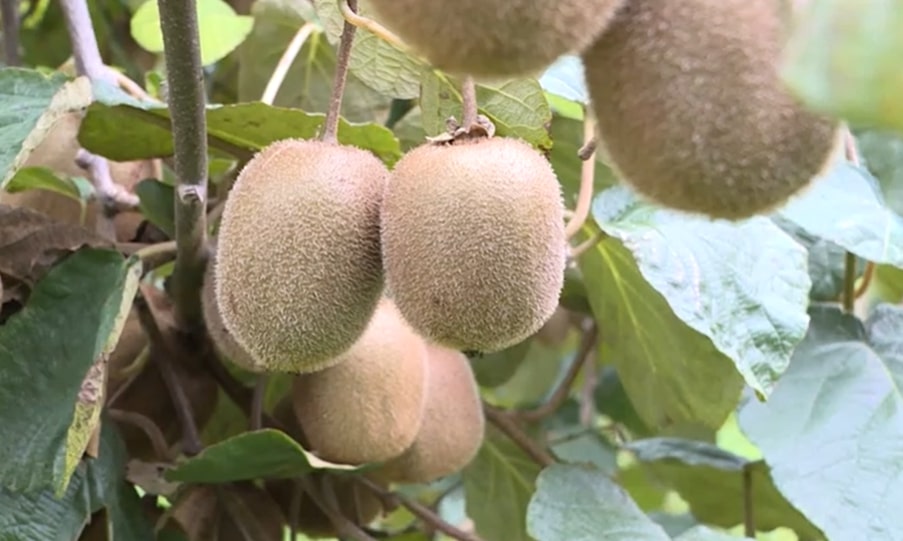 Kiwi del Veneto alleato della salute mentale, lo studio dell’Università di Verona apre nuove prospettive