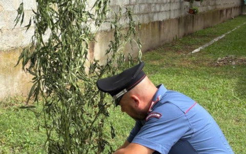 Trevenzuolo, scoperta coltivazione domestica di marijuana: denunciato un 44enne