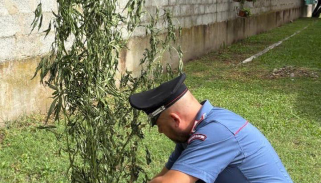 Trevenzuolo, scoperta coltivazione domestica di marijuana: denunciato un 44enne
