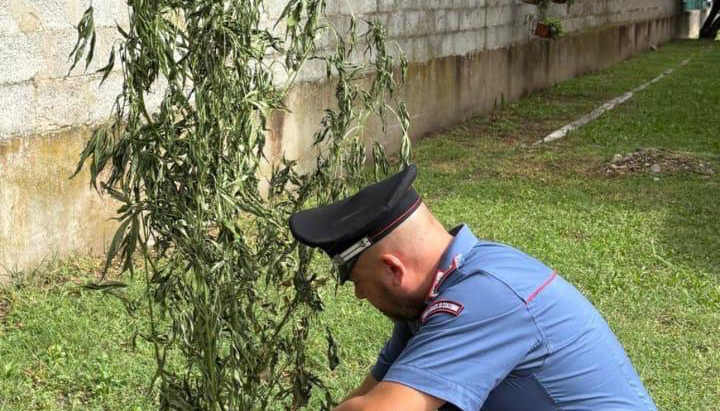 Trevenzuolo, scoperta coltivazione domestica di marijuana: denunciato un 44enne
