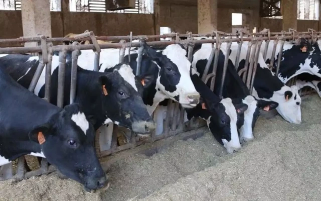 Processo maltrattamento mucche a Lazise: sospesa messa alla prova e richieste indagini finanziarie