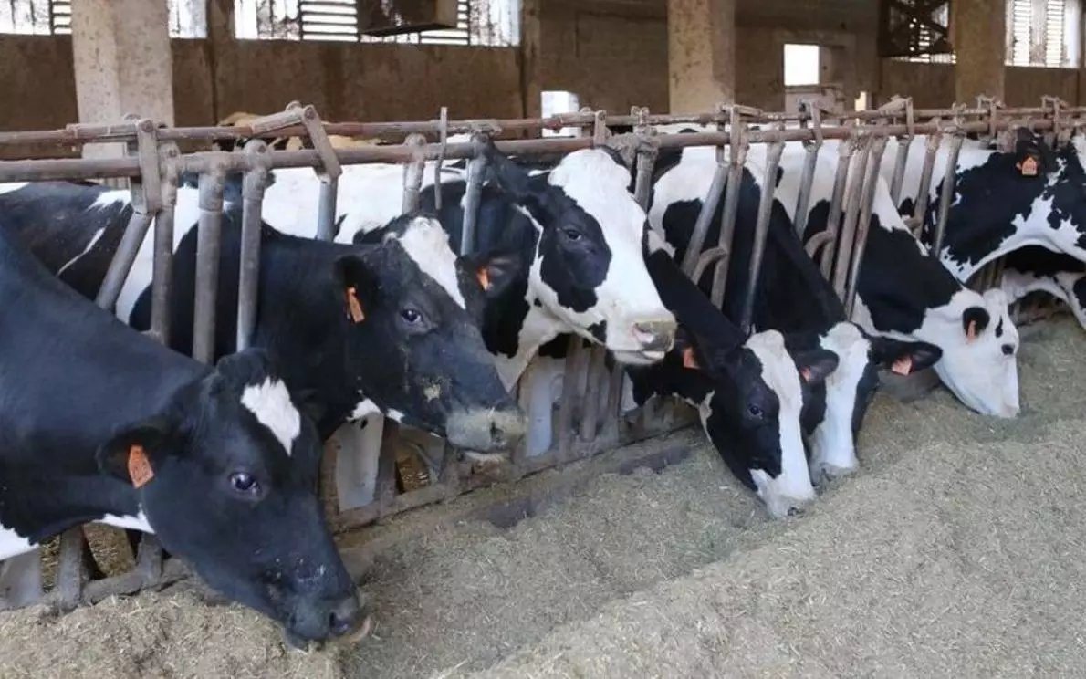 Processo maltrattamento mucche a Lazise: sospesa messa alla prova e richieste indagini finanziarie