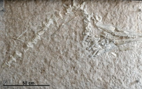 A Sant’Anna d’Alfaedo scoperto il fossile di una tartaruga marina “mangia-pietre”