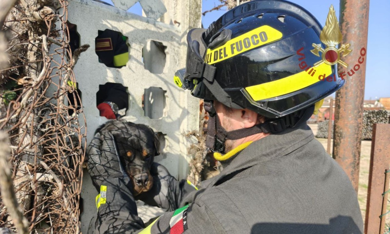 Rottweiler incastra il muso in una recinzione, liberato dai vigili del fuoco