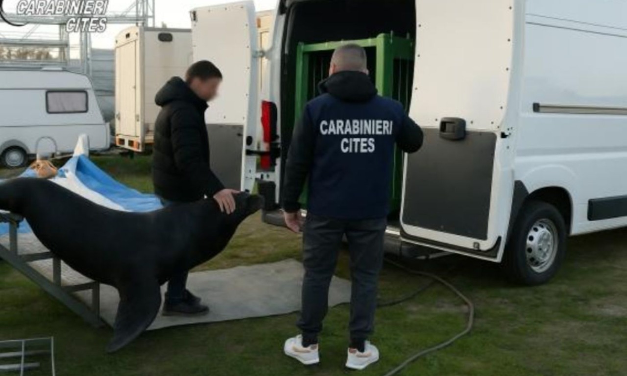 Leone marino rinchiuso in una vaschetta dentro un camion, liberato dal circo grazie alla denuncia della LAV di Verona