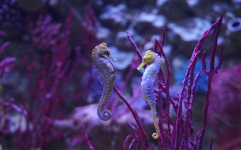 San Valentino sotto le onde a Gardaland SEA LIFE Aquarium: tra biologia e relazioni marine