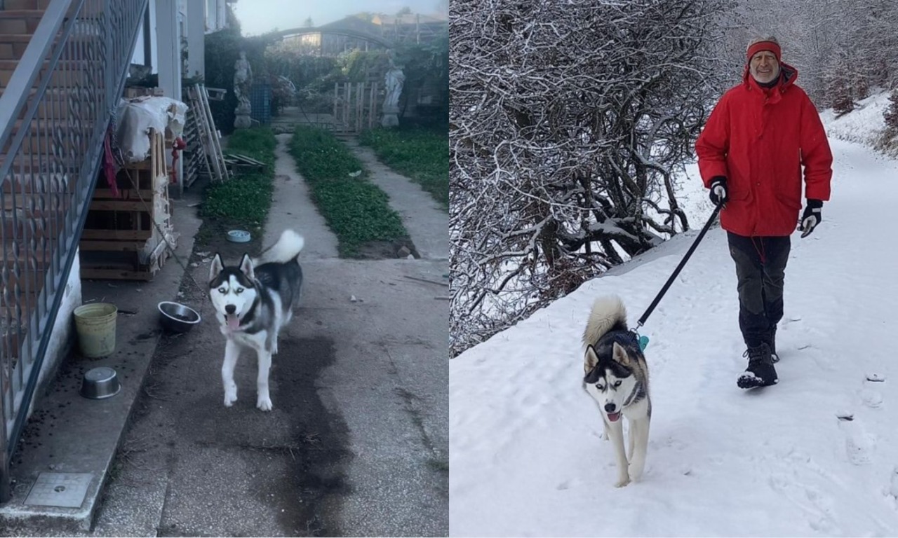 Husky legato a una catena salvato a Verona: Ronny adottato dopo l’intervento LAV