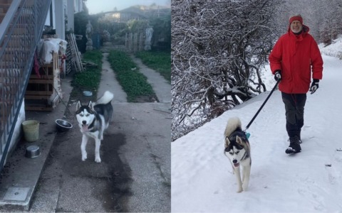 Husky legato a una catena salvato a Verona: Ronny adottato dopo l’intervento LAV