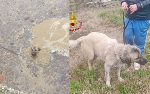 Cane cade in una vasca di liquami a San Martino Buon Albergo, salvato dai vigili del fuoco