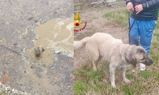 Cane cade in una vasca di liquami a San Martino Buon Albergo, salvato dai vigili del fuoco