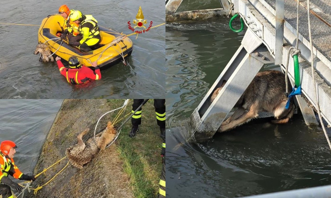 Lupa in pericolo sotto al ponte a San Giovanni Lupatoto: il video del salvataggio dei vigili del fuoco