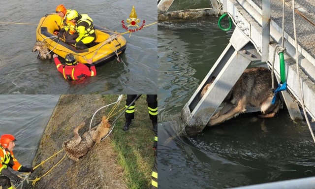 Lupa in pericolo sotto al ponte a San Giovanni Lupatoto: il video del salvataggio dei vigili del fuoco