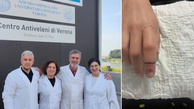 Il caldo anomalo fa “svegliare” in anticipo le vipere: bimba di 10 anni morsa in Lessinia