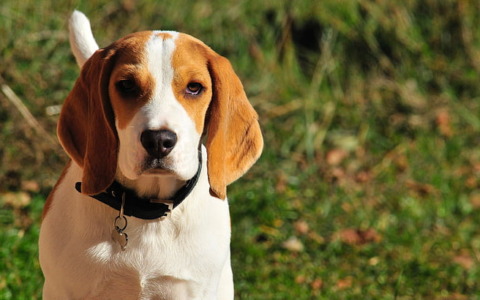 Il Tar del Lazio sospende la ricerca scientifica sui cani Beagle a Verona come chiesto dalla Lav