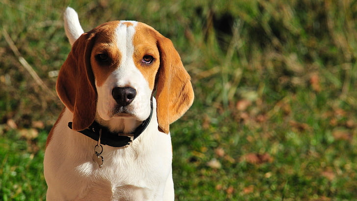 Il Tar del Lazio sospende la ricerca scientifica sui cani Beagle a Verona come chiesto dalla Lav